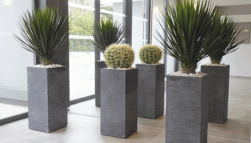 [DZ-00784] Plantes d’intérieur en pot (naturelles ou artificielles)